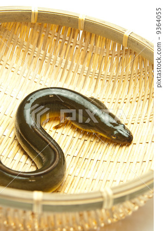 鰻魚 9364055