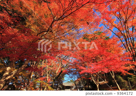 Autumn's Bishamon Doorr Autumn's Bishamon Doorr 9364172