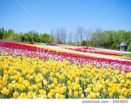 鬱金香和藍天 9364805