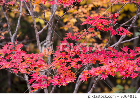 Autumn leaves 9364811