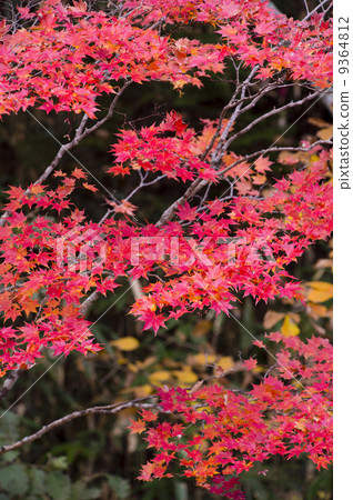 Autumn leaves 9364812