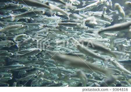 三文魚炒 三文魚炒 9364816