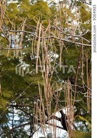 Ripe bean sprouts of ripe Ripe bean sprouts of ripe 9364985