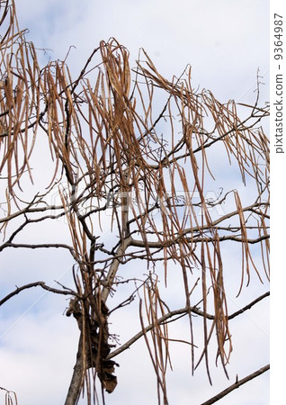 Ripe bean sprouts of ripe Ripe bean sprouts of ripe 9364987