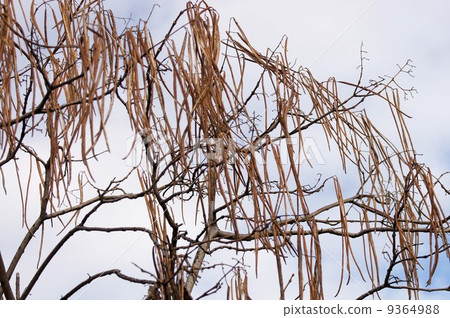 Ripe bean sprouts of ripe Ripe bean sprouts of ripe 9364988