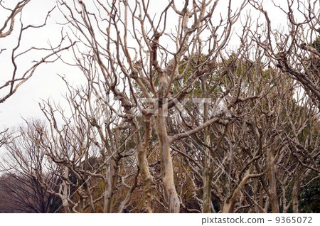 Sarusbury of the deciduous period Sarusbury of the deciduous period 9365072