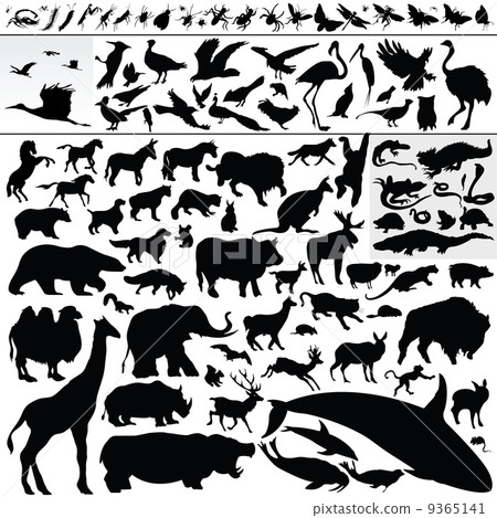 animals animals 9365141