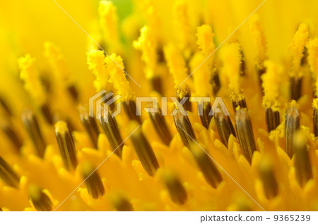 Sunflower Sunflower 9365239