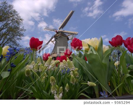 Windmills and tulips Windmills and tulips 9365294