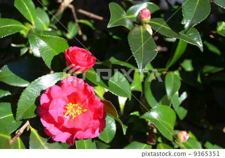 冬花 雪椿 照片素材 圖片 圖庫