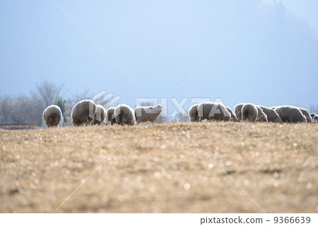Ran sheep 9366639