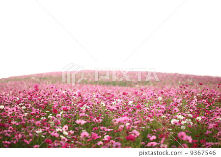 cosmos field 9367546