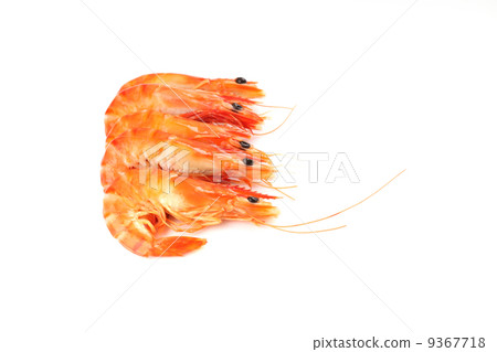 Shrimp isolated in white background Shrimp isolated in white background 9367718