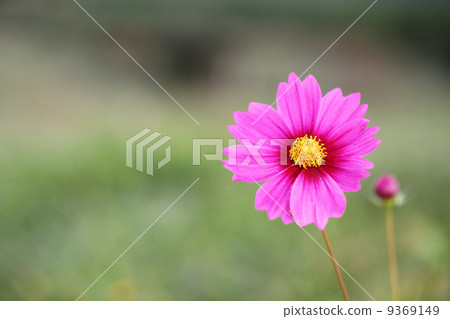 Pink cosmos Pink cosmos 9369149