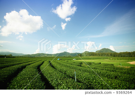 tea mountain 9369264