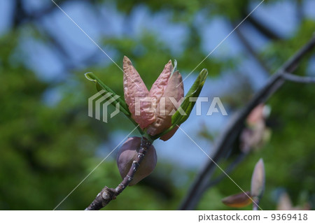 It is a big bud. 9369418