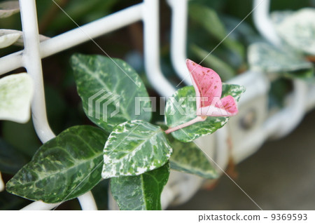 Hatsuyukikazura Hatsuyukikazura 9369593