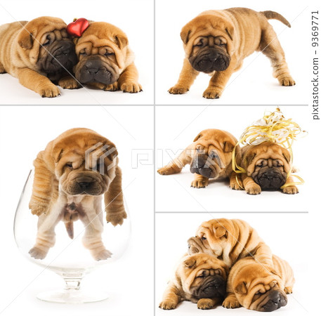 Collage of sharpei puppies Collage of sharpei puppies 9369771