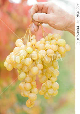 Human hand holding bunch of grapes Human hand holding bunch of grapes 9369907