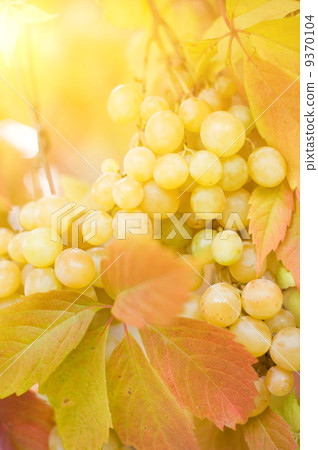 Ripe grapes close-up shot Ripe grapes close-up shot 9370104