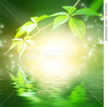 Green leaves reflected in water Green leaves reflected in water 9370164