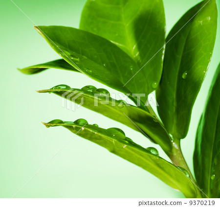 Fresh green leaves Fresh green leaves 9370219