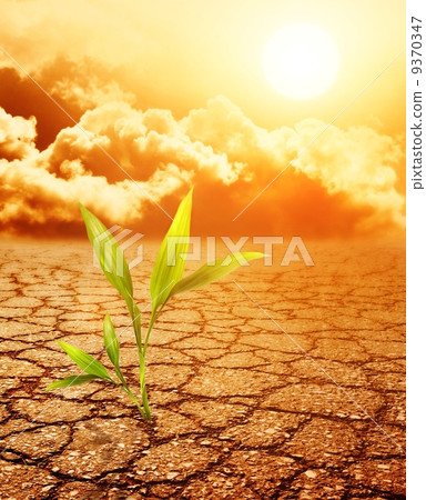 Green plant growing trough dead soil Green plant growing trough dead soil 9370347