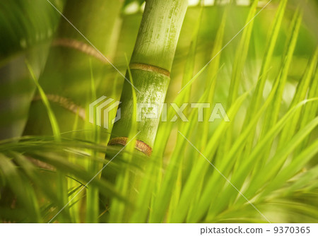 Green plant close-up Green plant close-up 9370365