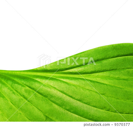 Green leaf texture.... Green leaf texture.... 9370377