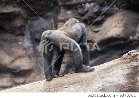 Picture of a gorilla outdoors .... 9370761