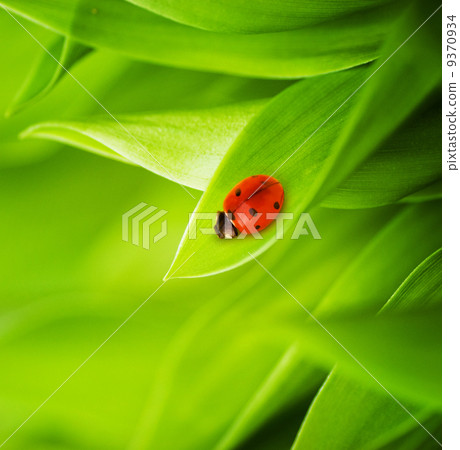 Ladybug sitting on a fresh green grass (shallow DoF) Ladybug sitting on a fresh green grass (shallow DoF) 9370934