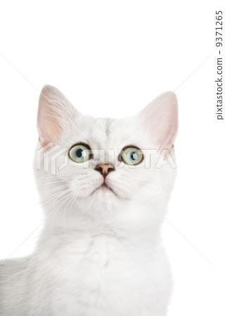 Beautiful british kitten close-up shot. Isolated on white backgr 9371265