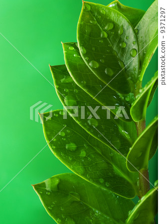 Fresh green leaves Fresh green leaves 9371297