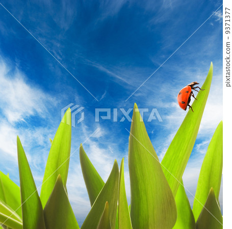 Ladybug sitting on a green grass 9371377
