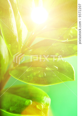 Green leaves with water drops Green leaves with water drops 9372207