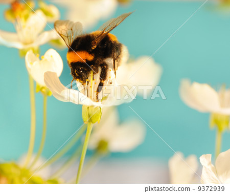 Bumble bee on a flower Bumble bee on a flower 9372939