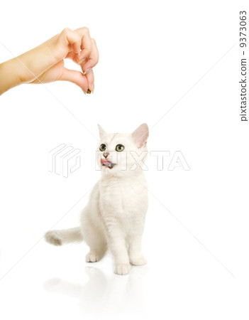 Adorable british kitten waiting for food 9373063