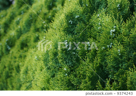 It is a flower of konboshi konohate. 9374243