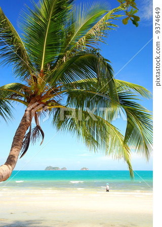 coconut palm tree 9374649