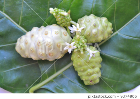 Noni fruit Noni fruit 9374906
