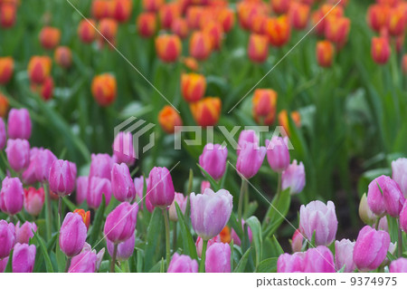 flower garden flower garden 9374975