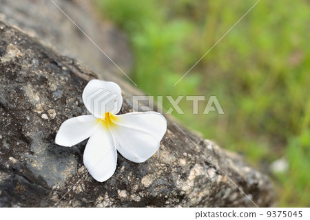 lonely lonely 9375045