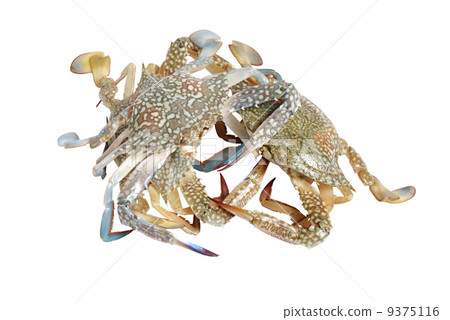 crabs crabs 9375116