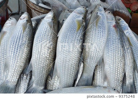 raw sea food 9375248