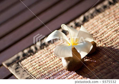 Plumeria 9375532