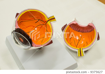 eye model 9375627