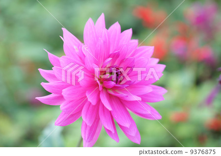 Dahlia 9376875