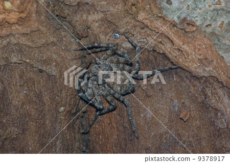 Kihadaebigumo 9378917