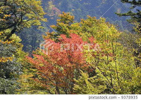 Ishigaru秋葉 9378935