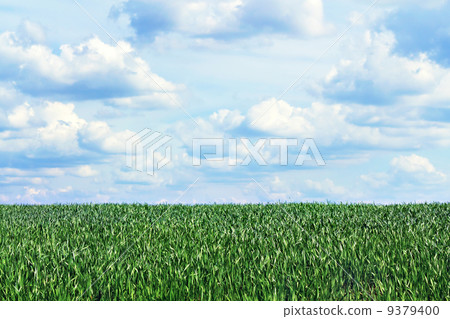 view of the sky through the green grass 9379400